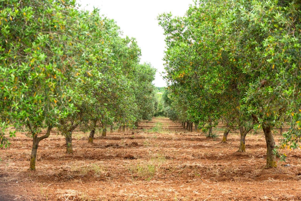 Masseria Baroni Nuovi Villa Brindisi Esterno foto